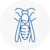 Stranraer Wasp Nest Removal